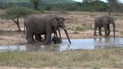 African elephant calf loving his bath in front of a herd of elephants drinking at a watering hole.  