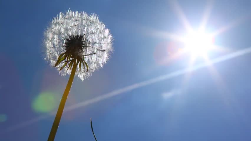 dandelion on sunny day pan
