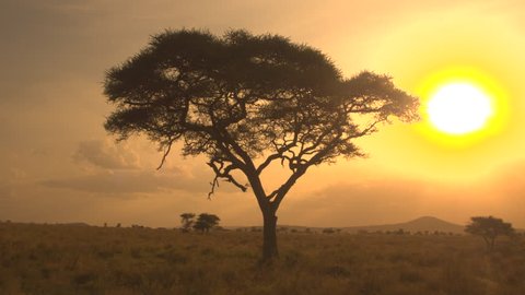 AERIAL, CLOSE UP: Distancing from beautiful tall acacia tree canopy at dramatic golden light sunset in stunning African savannah grassland woodland pristine wilderness. Sun setting behind treetop