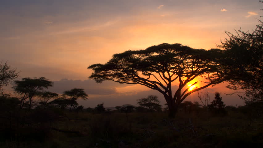 Golden light sunset in lush savannah acacia woodland scenery. Silhouetted trees against bonfire-red and sunflame-golden sky in breathtaking Africa in pristine Serengeti national park wilderness Royalty-Free Stock Footage #22957378