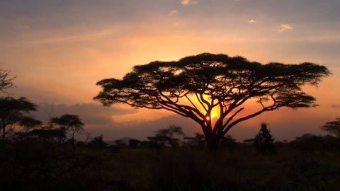 Golden light sunset in lush savannah acacia woodland scenery. Silhouetted trees against bonfire-red and sunflame-golden sky in breathtaking Africa in pristine Serengeti national park wilderness