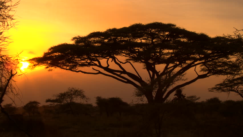 Royalty-free Golden light sunset in lush savannah acacia… #22957378 ...