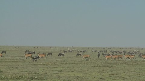 Great Migration and herd of Elan running past migrating wildebeest