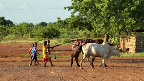 Aug 2016 Mali, Africa. Boys take cattle to market. One of the children holds the cow by the tail. Video shots during the epidemic period of Ebola.
About child labor, animal, grazing, bull, buffalo,