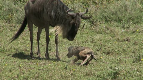 Newborn wildebeest calf finally up and on the move