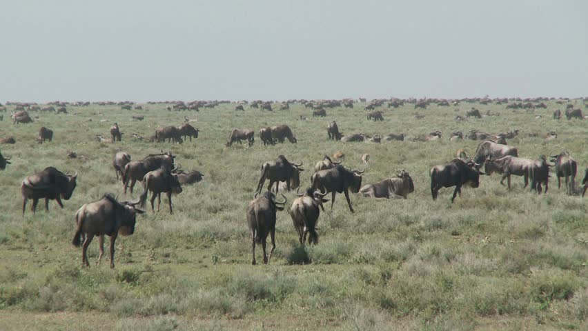 Endless sea of migrating animals through Serengeti | Shutterstock HD Video #2296367