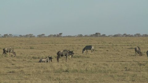 Wildebeest and zebra group