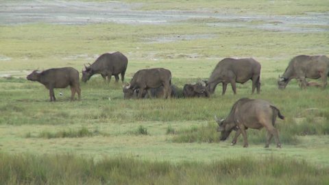 Cape Buffalo grazing in tight group along dry lake bed
