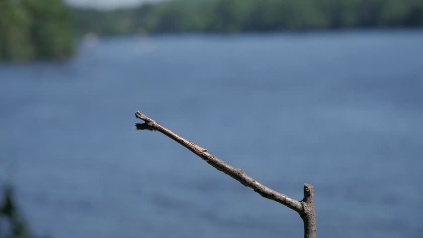 Red-winged blackbird female (Agelaius phoeniceus) lands on lake perch then flies away.