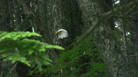 Alaska Bald Eagle sits in a tree after eating remains of a salmon and a raven approaches