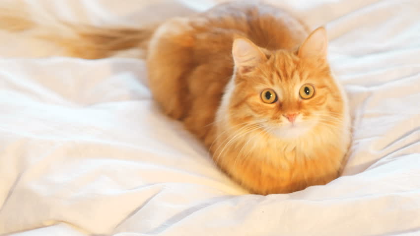 Cute Ginger Cat Lying in Stock Footage Video (100% Royalty-free ...