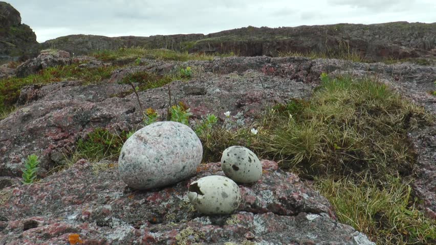 Oval smooth stone and two eggs gull lying on the rocks. Summer day, Teriberka.
