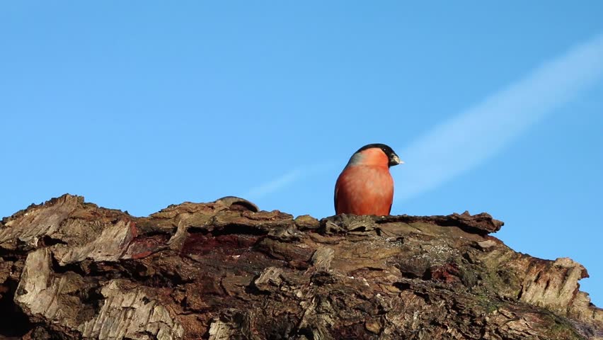 Robin redbreast fighting male Bullfinch on Silver Birch log with blue sky background.