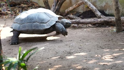 Giant Seychelles turtles, tortoise walking 