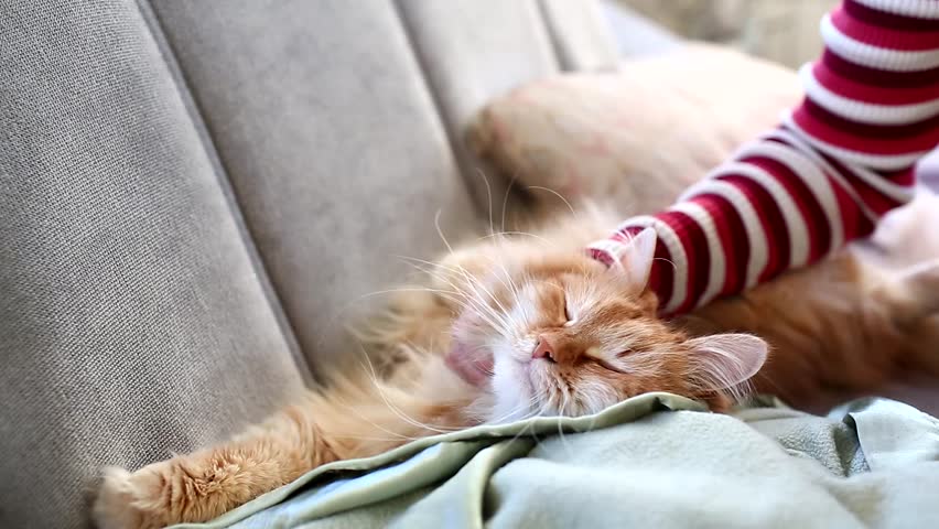 Midnight snuggles in amaenbo. Cute Cat Sleep.