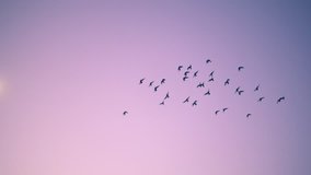 Flock of birds flying over pink sunset sky background. Slow motion.