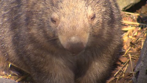 Australian Animals - Wombat
