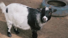 Small goat in the farm