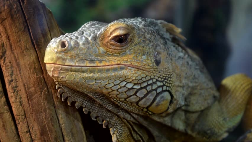 Close-up of iguana lizard in the cage