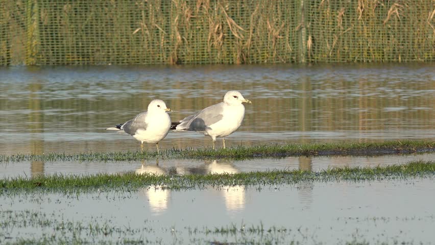 Seagull standing in the water 
