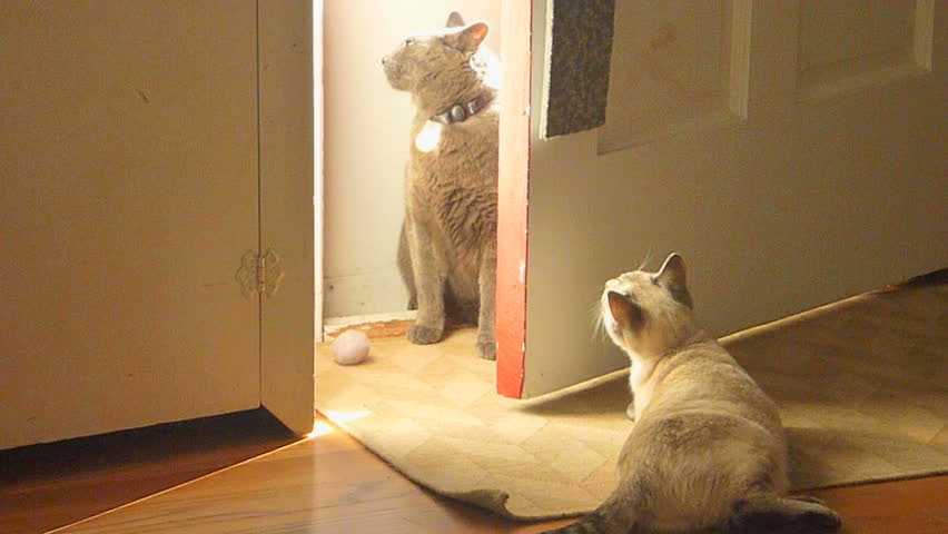 Two cats play by door in home.