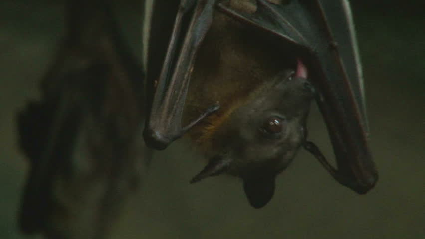Close up shot of a vampire bat hanging upside down cleaning itself.