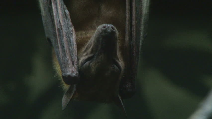 Close up shot of a vampire bat hanging upside down and sleeping.