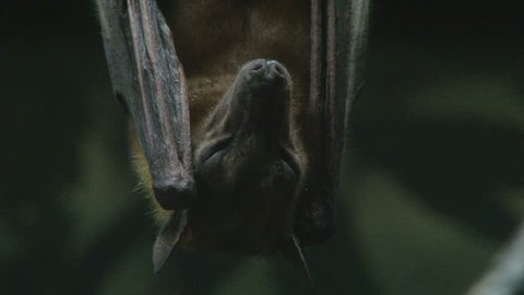 Close Shot Vampire Bat Hanging Upside Stock Footage Video (100% Royalty ...