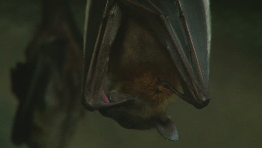 Close up shot of a vampire bat hanging upside down cleaning itself then