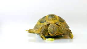 Kleinmann's tortoise. Tortoise eating an apple. 