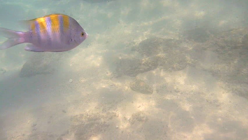 Underwater photography of tropical fish around Chileno Bay, Cabo Mexico.