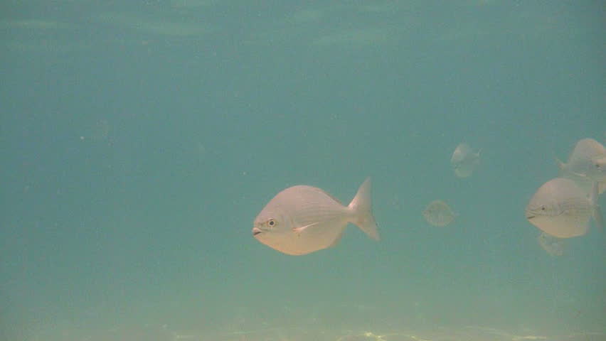 Underwater photography of tropical fish around Chileno Bay, Cabo Mexico.