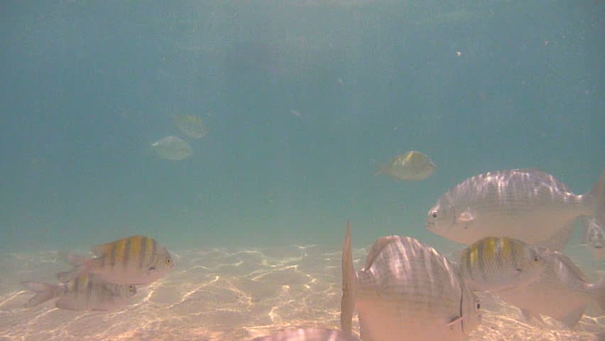 Underwater photography of tropical fish around Chileno Bay, Cabo Mexico.