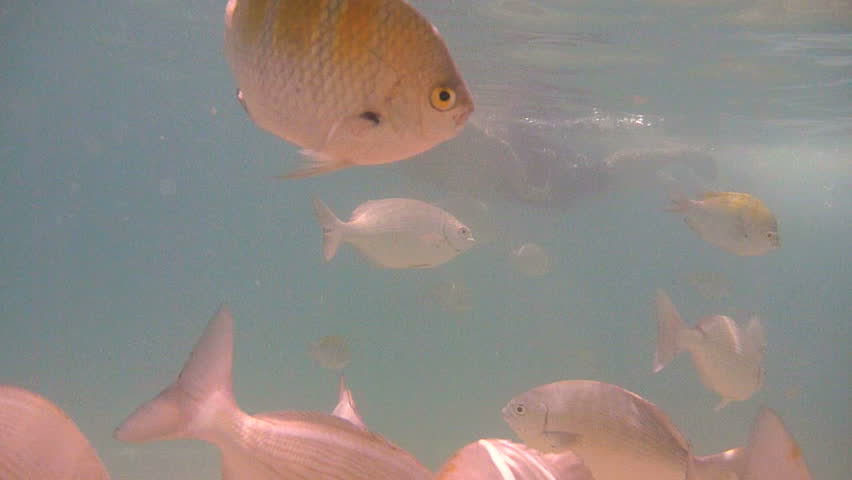 Underwater photography of tropical fish and person snorkeling around Chileno