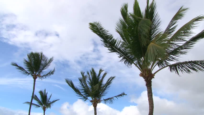 Palm trees blowing as wind blows on mostly clear, sunny day, with sound.