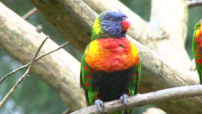 Close up shot of a colorful parrots on tree branch talking back and forth.