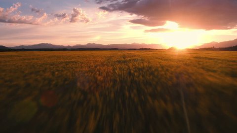 Aerial - Fast flight through beautifully sunlit wheat field at sunset