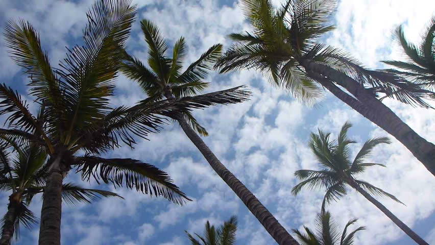 Tropical palm trees blowing in the wind and clouds passing by.