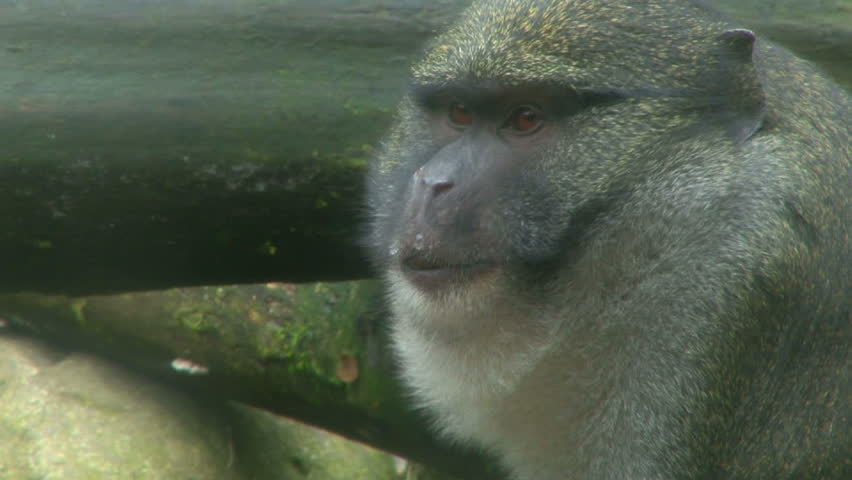 De Brazza's monkey finds food by the river, eats and drinks and plays with