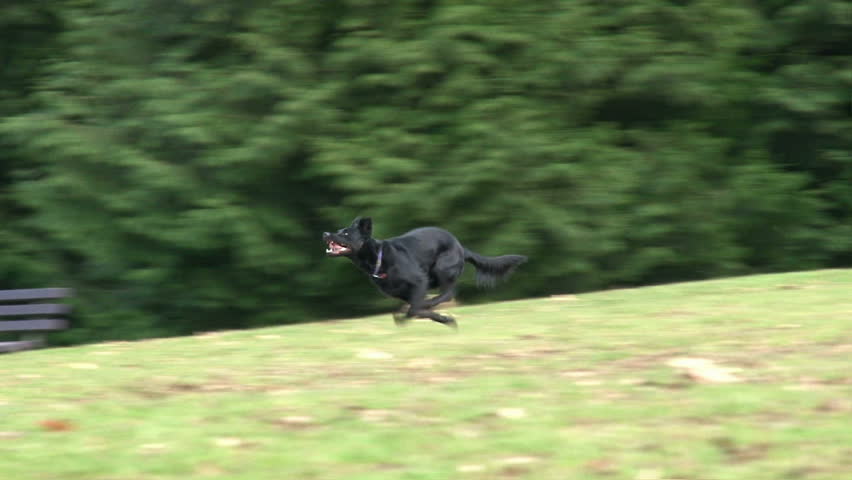 Dog runs to fetch ball and leaps down hill.