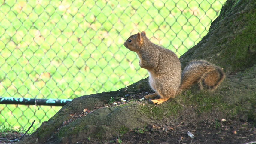 Squirrel eating nuts on tree trunk.