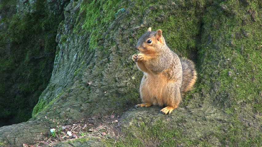 Squirrel eating nuts on tree trunk.