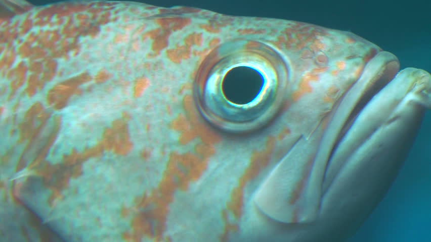 Underwater close up of the eye of a curious fish while swimming.
