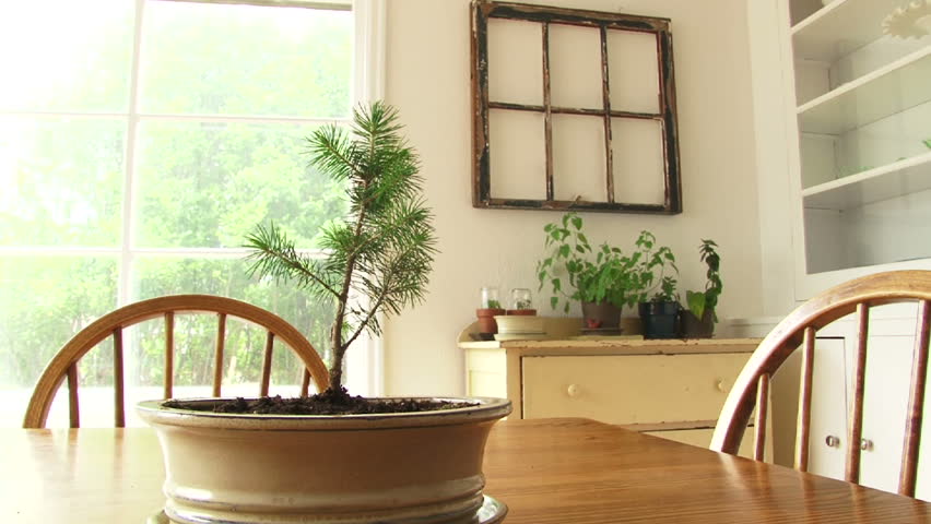 Person plants bonsai tree in pot and sets on display, series.