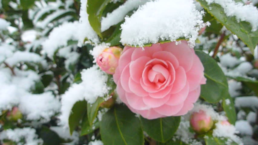 Panning, handheld shot of fresh snowfall on hydrangea flower in winter.