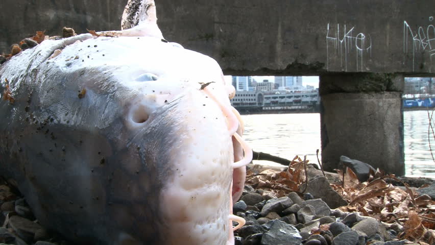 Sturgeon lays on Willamette River shore in Portland Oregon shortly after being