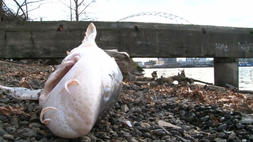 Sturgeon lays on Willamette River shore in Portland Oregon shortly after being