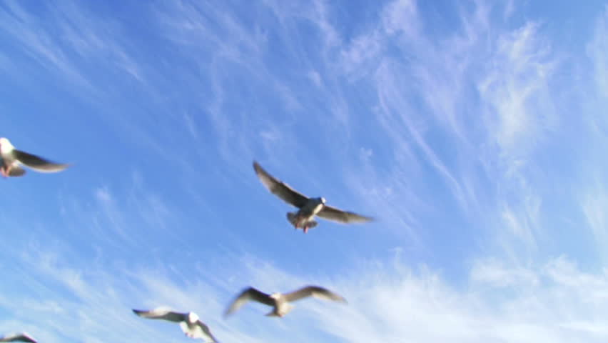 Many seagulls flying overhead on blue sky day sequence.