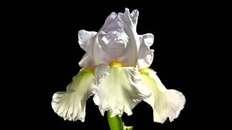 Beautiful white flower blooms.. White iris blossoming time lapse on a black background. Time lapse. High speed camera shot. Full HD 1080p. Timelapse 