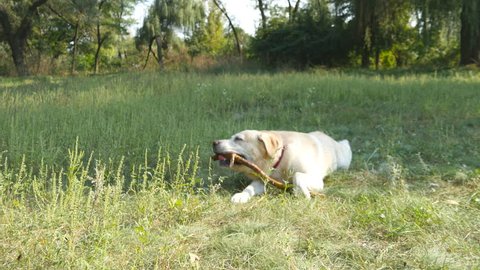 Labrador or golden retriever eating wooden stick outdoor. Animal chew and biting a stick at nature. Dog playing outside. Summer landscape at background. Close up